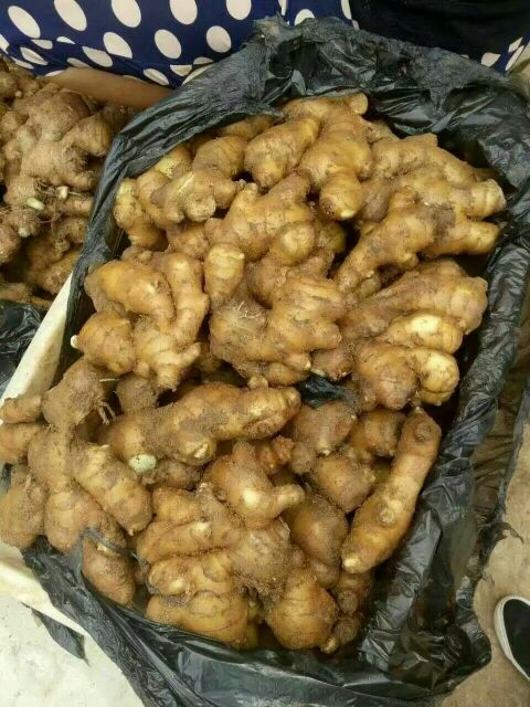 山东生姜产地  山东生姜价格  小黄姜价格