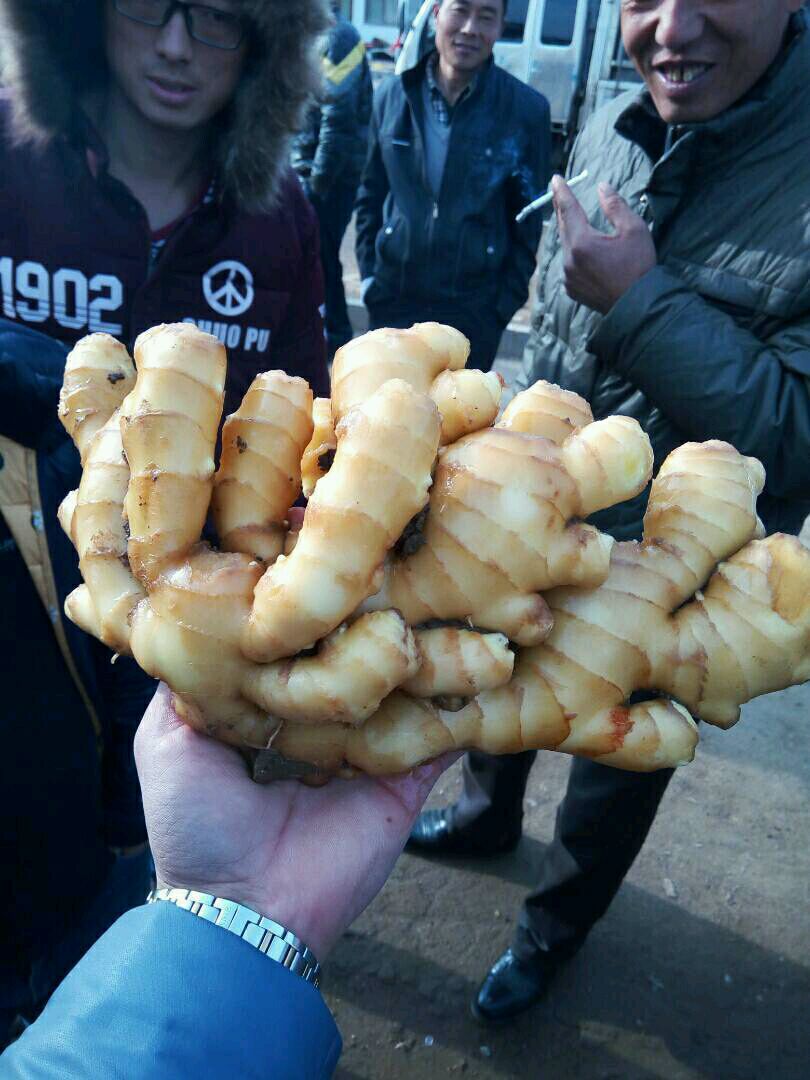 山东生姜产地  山东生姜价格  小黄姜价格