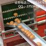 金兴全自动捡蛋鸡  集蛋系统