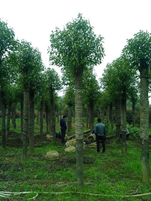 移植香樟价格：病虫害低的香樟树出售&nbsp;&nbsp;香樟树批发&nbsp;&nbsp;香樟树价格