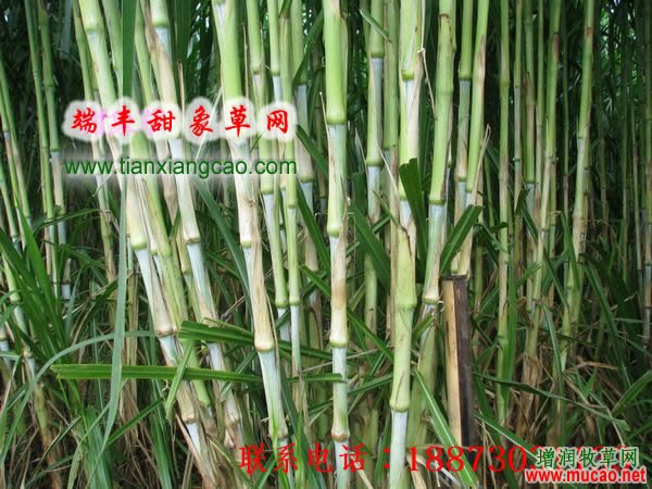 2017年皇竹草种节_甜象草种节批发