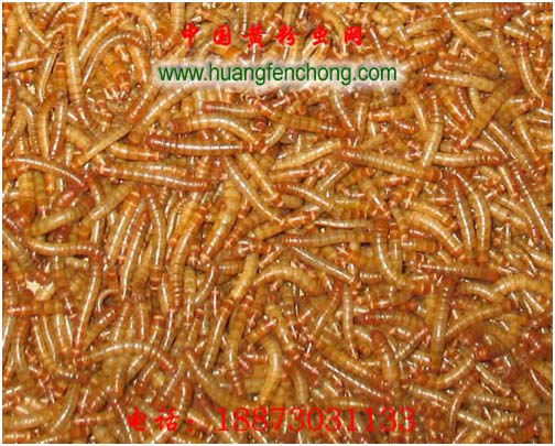 黄粉虫批发_黄粉虫种虫批发_送养殖技术
