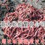 蚯蚓批发_大平三号蚯蚓种批发_送养殖技术