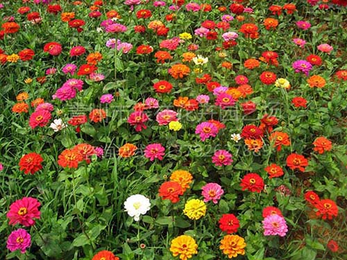 青州宿根花卉批发价格