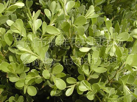 青州黄杨种植基地