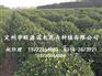 卫矛球种植_卫矛球_旺源苗木(多图)
