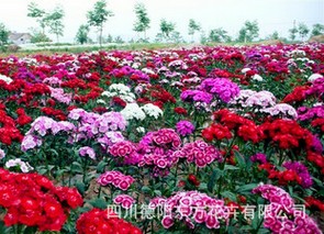 四川石竹种子——专业的美国石竹野花种子供
