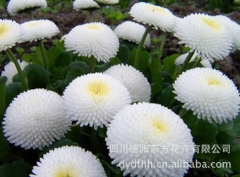 德阳优质的雏菊种子哪有卖 雏菊种子&nbsp;&nbsp;热卖雏菊种子&nbsp;&nbsp;高品质雏菊
