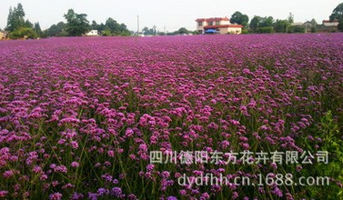 景观种子厂家直销：哪里能买到价格合理的景&nbsp;&nbsp;柳叶马鞭草&nbsp;&nbsp;柳叶马鞭草种子