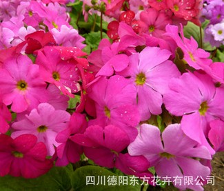 四季报春迷你盆栽花卉种子 中国报春花种子 四季报春花