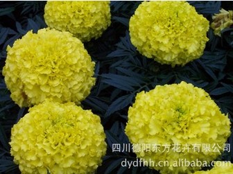 优惠的中国报春花种子推荐——福建万寿菊种&nbsp;&nbsp;万寿菊种子&nbsp;&nbsp;进口万寿菊