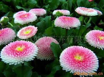 想买具有口碑的雏菊种子,就到东方花卉 热卖雏菊种子 高品质雏菊