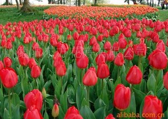 真品花种子公司 哪里能买到较好的盆栽郁金&nbsp;&nbsp;盆栽郁金香种球&nbsp;&nbsp;一串红种子&nbsp;&nbsp;矮串红种子