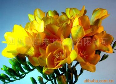 东方花卉供应优良的荷兰香雪兰种球:花毛根 白种球