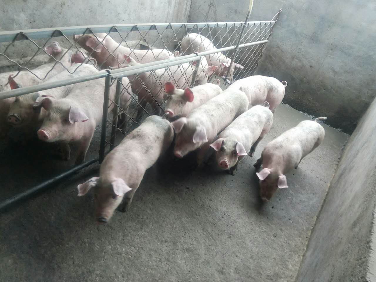 仔猪大量供应