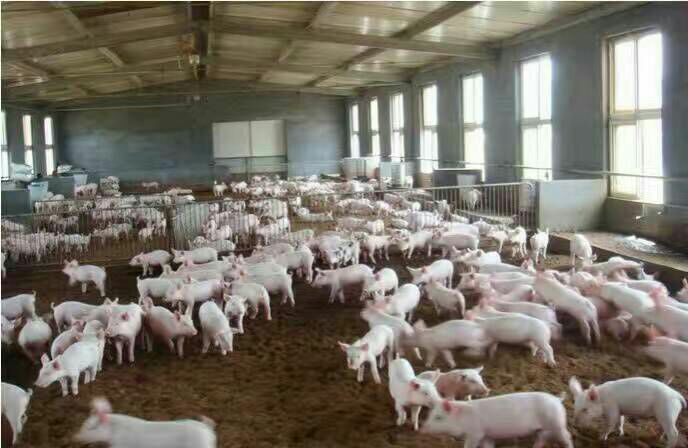 仔猪大量供应