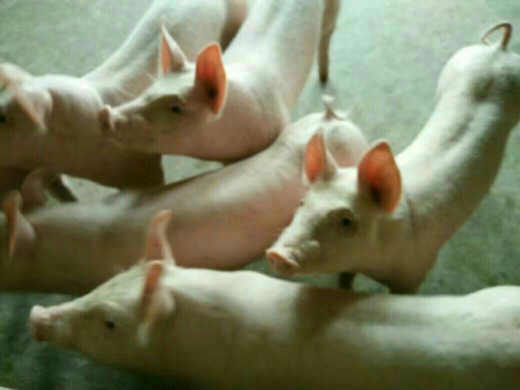 仔猪大量供应
