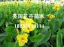【妙哉!美哉!】丛生福禄考报价++孔雀草