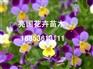 【厉害了！亮国】黄菖蒲基地||鼠尾草批发