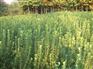 【漂亮的花儿~】卫矛种植基地==青州卫矛