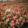 【【四季海棠种植基地】四季海棠基地_四季