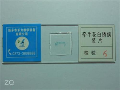 植物病害原色标本|标本|禾力教学设备(多  植物病理学切片公  生物显微玻片标本  细胞生物学玻片价