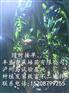 河口县香蕉苗哪里有卖的