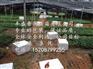德钦县粉蕉苗报价