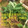 元江县粤科一号香蕉苗多少钱一棵