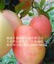 厂家直销三红蜜柚苗