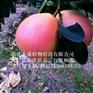 高要蜜柚苗