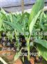哪里有卖桂蕉6号香蕉苗_桂蕉一号香蕉苗