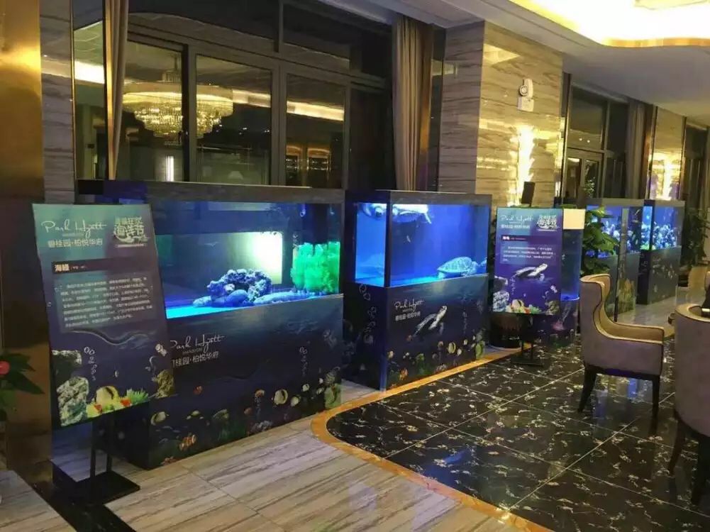 极地海洋世界首选涛涛文化供应企鹅展鲨鱼展海狮表演 企鹅展出租 海狮表演出租