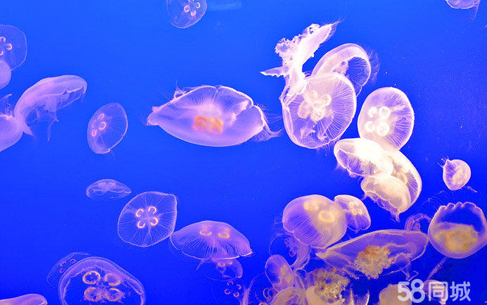 海洋展主题乐园海洋生物表演大型海洋展主题展览出租 海洋展出租 海洋生物表演出租 海洋展览出租