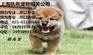宠物猫狗报关