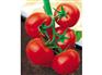 金丰西红柿种子//金丰579西红柿种子【