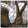 宏业丝网,不锈钢六角网,北京六角网