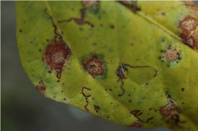 供应黑龙江粳稻烂秧病特效药 水稻根腐病好药&nbsp;&nbsp;施达优乙蒜素直销