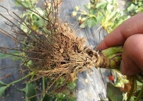 供应库尔勒棉花基地80乙蒜素原药批发&nbsp;&nbsp;棉花烂根腐病特效药&nbsp;&nbsp;白粉虱特效药