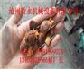 辽宁金寿杏子去核机