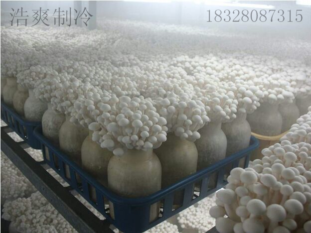 冷库工程设计-冷库安装-蔬菜保鲜库价格&nbsp;&nbsp;大型冷库案例&nbsp;&nbsp;节能冷库安装价格&nbsp;&nbsp;蔬菜保鲜库批发