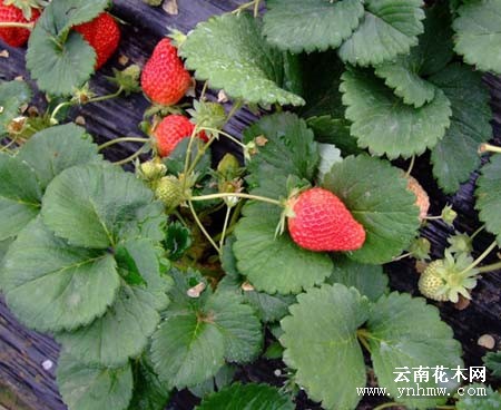 红颜草莓苗  草莓苗基地  草莓苗脱毒  草莓苗品种