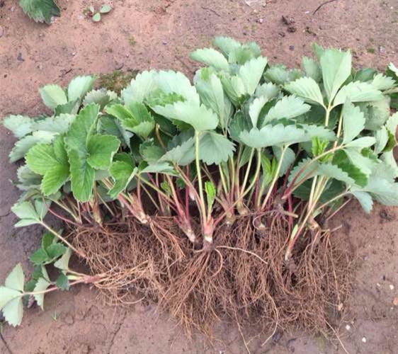 红颜草莓苗 草莓苗基地 草莓苗批发 草莓苗价格  四季草莓苗