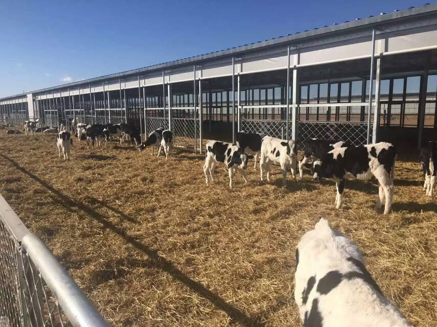 养猪场专用卷帘布批发，耐寒、耐用  养猪场卷帘布  猪场保温卷帘布  防水卷帘