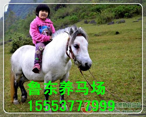 矮马、鲁东养殖、白色矮马  小矮马  广西矮马