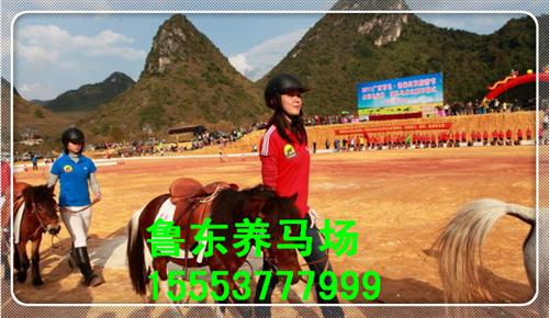 鲁东养殖、矮马、德保矮马  色特兰矮马  白色矮马