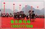 鲁东养殖_矮马_果下矮马