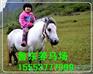矮马,鲁东养殖,果下矮马