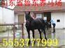 马_鲁东养殖_跑马