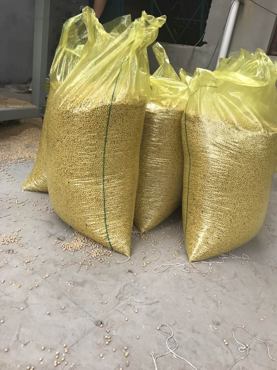 大量袋装优质精选大豆 大豆供应批发